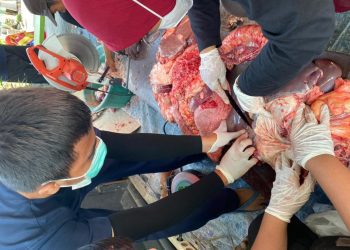 Cegah PMK, FKH UB Terjunkan Mahasiswa ke 103 Titik Pemotongan Hewan